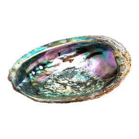 Abalone Shell 3 - 4