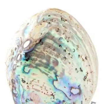 Colorful Abalone Shell Nativity Scene (Medium)