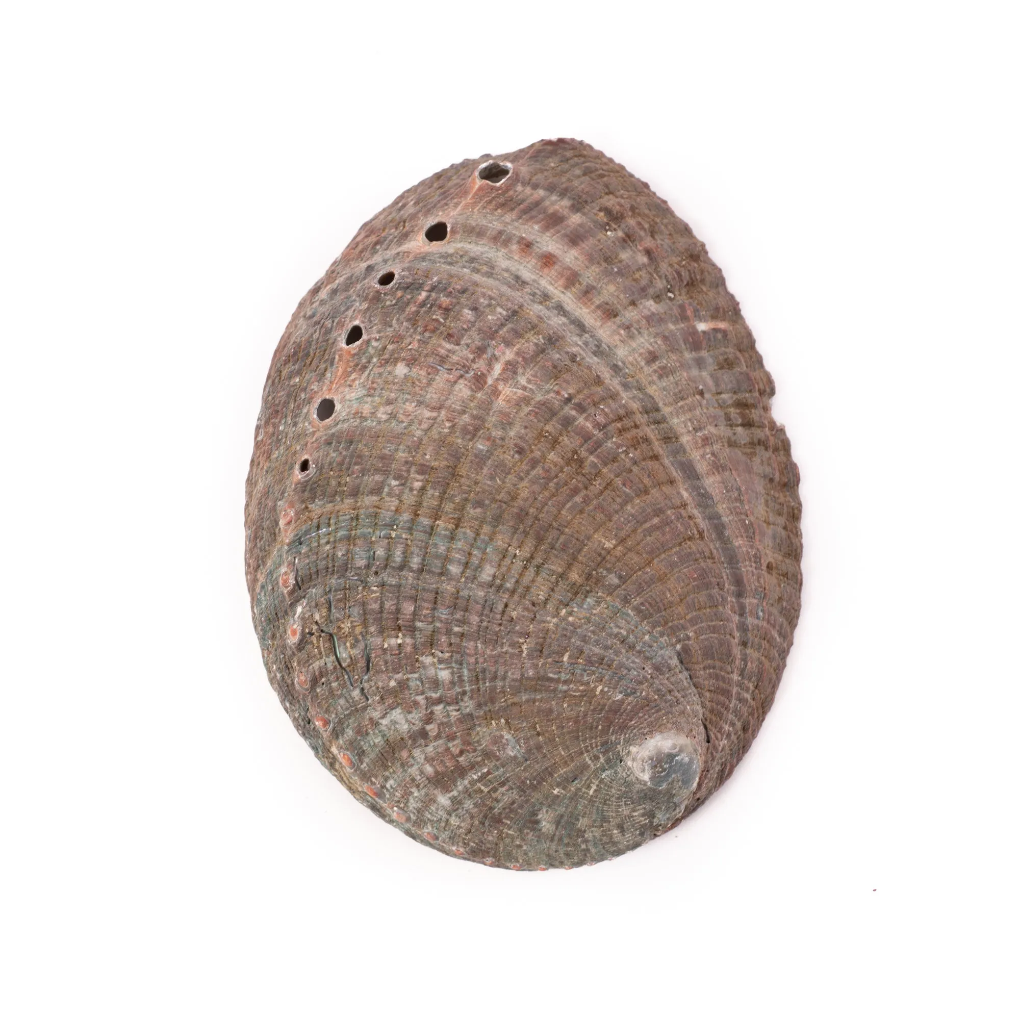 Green Abalone Shell