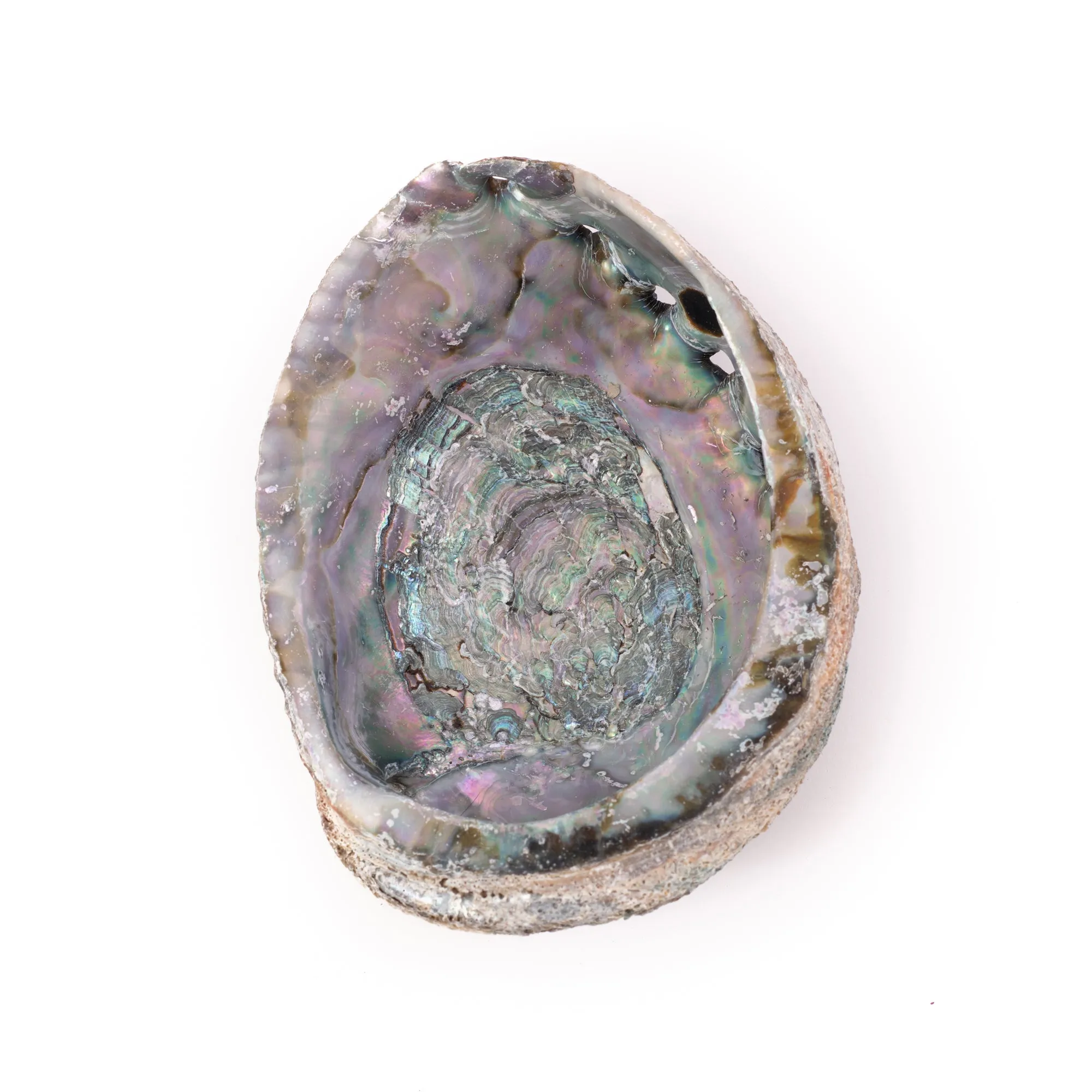 Green Abalone Shell