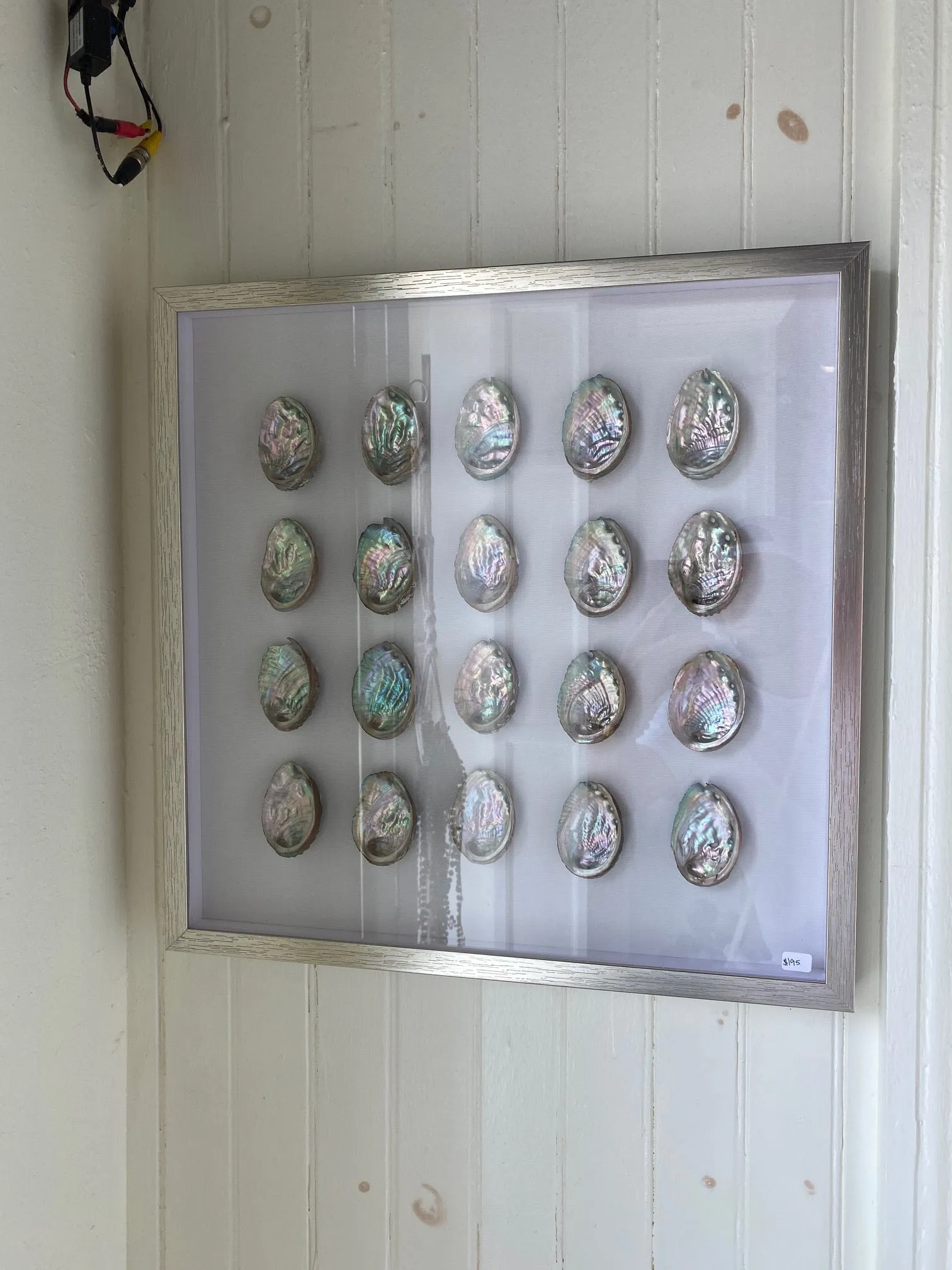 Oyster Shell Artwork