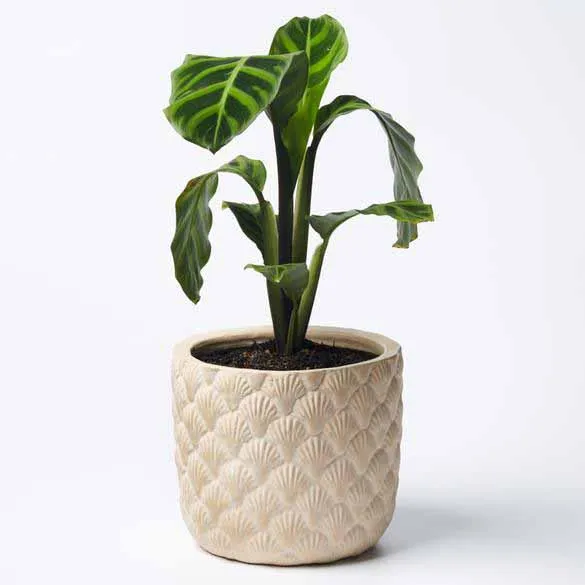 Shell Planter